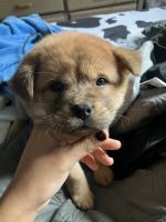 Chow Chow Puppies for sale in Augusta, GA, USA. price: $700