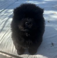 Chow Chow Puppies for sale in Fontana, CA, USA. price: $1,500