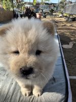 Chow Chow Puppies for sale in Fontana, CA, USA. price: $1,300