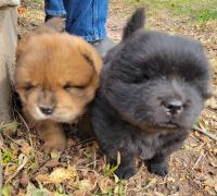 Chow Chow Puppies for sale in Wichita, KS, USA. price: $1,500