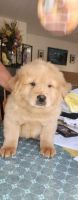 Chow Chow Puppies for sale in Surprise, Arizona. price: $1,000