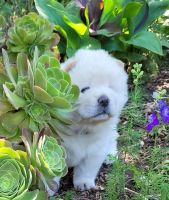 Chow Chow Puppies for sale in Tucson, AZ, USA. price: $1,200