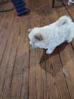 Chow Chow Puppies for sale in Munford, Alabama. price: NA