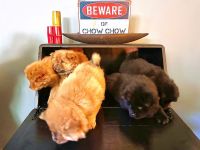 Chow Chow Puppies for sale in Los Angeles, CA 90032, USA. price: $1,600