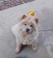 Chow Chow Puppies for sale in Dallas, Georgia. price: $500