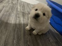 Chow Chow Puppies for sale in Phoenix, Arizona. price: NA
