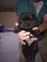 Chow Chow Puppies for sale in Hodgenville, Kentucky. price: $900