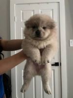 Chow Chow Puppies for sale in Detroit, MI, USA. price: $521