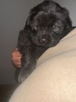 Chow Chow Puppies for sale in Deer Park, New York. price: NA