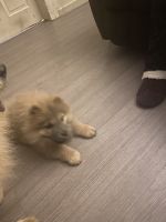 Chow Chow Puppies for sale in Pembroke, NC 28372, USA. price: $700
