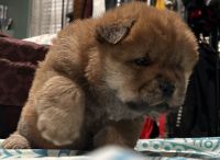 Chow Chow Puppies for sale in San Francisco, California. price: $3,200