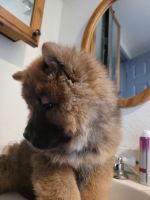 Chow Chow Puppies for sale in Montpelier, IN 47359, USA. price: $600