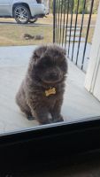 Chow Chow Puppies for sale in Macon, Georgia. price: $500