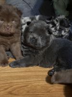 Chow Chow Puppies for sale in Dearborn Heights, Michigan. price: NA