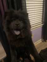 Chow Chow Puppies for sale in McDonough, Georgia. price: $600