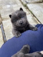 Chow Chow Puppies for sale in Vallejo, California. price: $1,200
