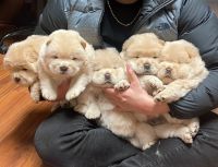 Chow Chow Puppies for sale in Ankeny, Iowa. price: $1,500
