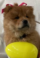 Chow Chow Puppies for sale in Medina, Ohio. price: $800
