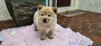 Chow Chow Puppies for sale in Longwood, Florida. price: $1,100