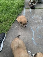 Chow Chow Puppies for sale in San Antonio, Texas. price: $150