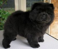 Chow Chow Puppies for sale in Dallas, TX, USA. price: NA