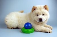 Chow Chow Puppies for sale in Torrance, CA, USA. price: NA