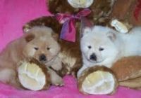 Chow Chow Puppies for sale in Houston, TX, USA. price: NA