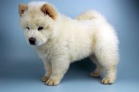 Chow Chow Puppies for sale in Macomb, MI 48042, USA. price: NA