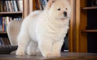 Chow Chow Puppies for sale in Kansas City, KS 66104, USA. price: NA