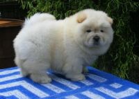 Chow Chow Puppies for sale in Fargo, ND, USA. price: NA