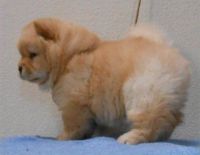 Chow Chow Puppies for sale in Malad City, ID 83252, USA. price: NA