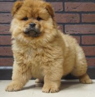 Chow Chow Puppies for sale in Warrendale, PA, USA. price: NA
