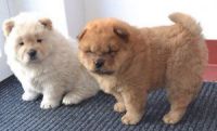 Chow Chow Puppies for sale in NC-54, Durham, NC, USA. price: NA