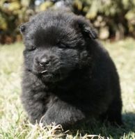 Chow Chow Puppies for sale in Durham, NC, USA. price: NA