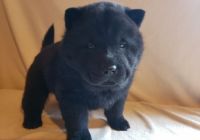 Chow Chow Puppies for sale in Baton Rouge, LA, USA. price: NA