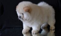 Chow Chow Puppies for sale in Lansing, MI 48930, USA. price: NA