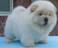 Chow Chow Puppies for sale in Cincinnati, OH, USA. price: NA