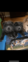 Chow Chow Puppies for sale in Meridian, MS, USA. price: NA