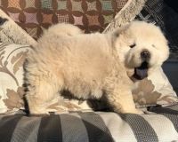 Chow Chow Puppies for sale in Edgartown, MA, USA. price: NA