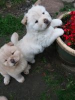 Chow Chow Puppies for sale in Swanton, OH 43558, USA. price: NA