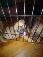 Chow Chow Puppies for sale in Columbus, OH, USA. price: NA