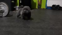 Chow Chow Puppies for sale in Ocala, FL, USA. price: NA