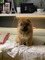 Chow Chow Puppies for sale in Queens, NY, USA. price: NA