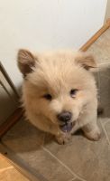 Chow Chow Puppies for sale in Benton, IL 62812, USA. price: NA