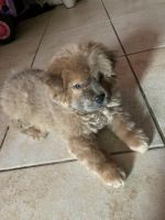 Chow Chow Puppies for sale in 4310 St Francis Ave, Dallas, TX 75227, USA. price: NA
