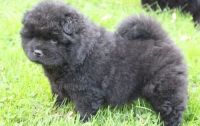 Chow Chow Puppies for sale in US-1, Jacksonville, FL, USA. price: NA