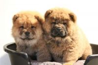 Chow Chow Puppies for sale in 02906 Sereno Ln, Fort Worth, TX 76244, USA. price: NA