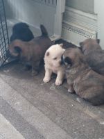Chow Chow Puppies for sale in Milwaukee, WI 53215, USA. price: NA