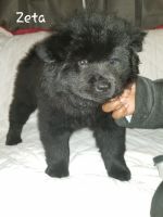 Chow Chow Puppies for sale in Middle River, MD 21220, USA. price: NA