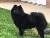 Chow Chow Puppies for sale in Lockwood, MO 65682, USA. price: NA